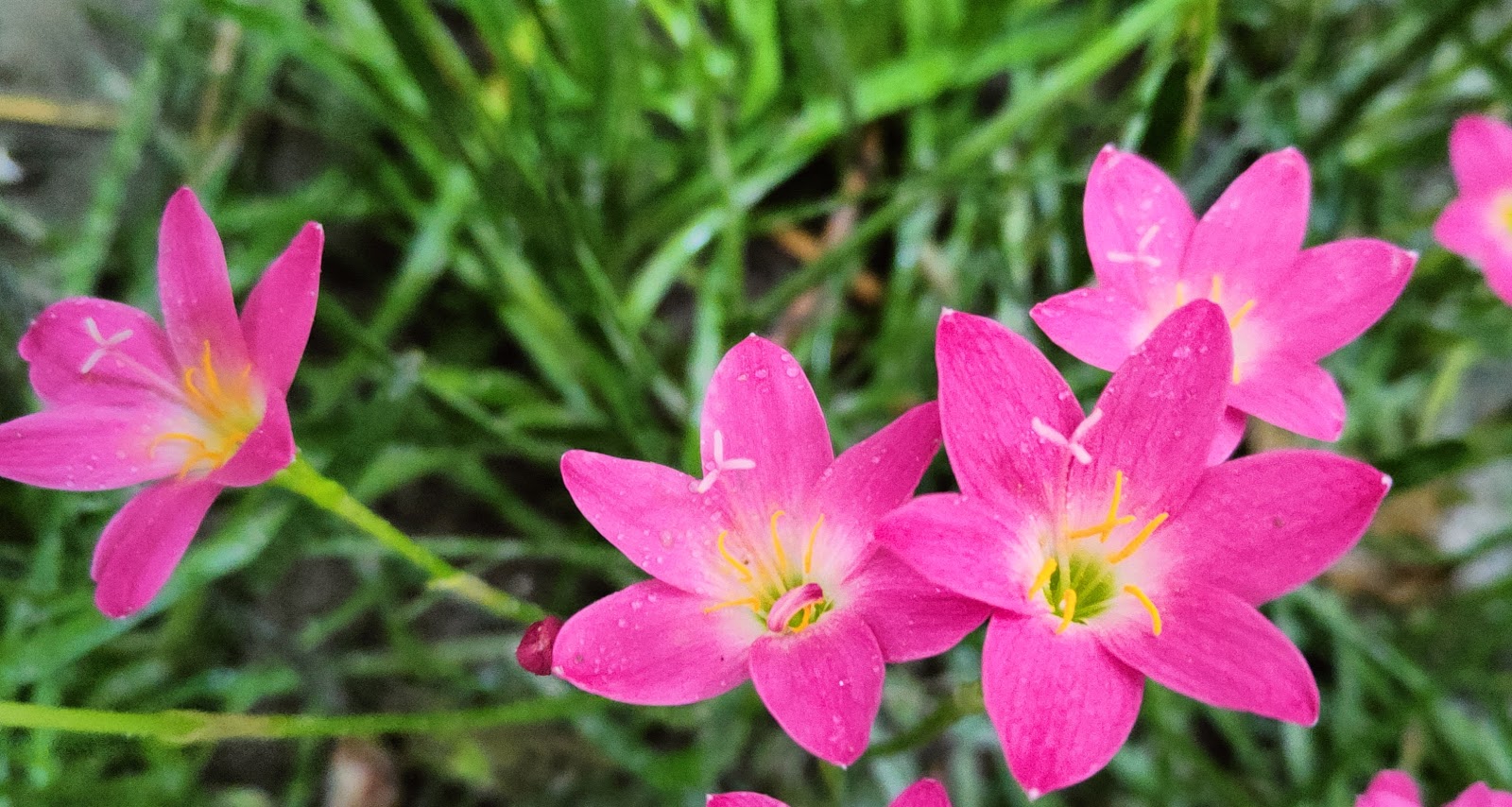 Find out the details if you know Rain Lily Flowers | রেইন লিলি ফুলের বিস্তারিত তথ্য  জেনে নিন