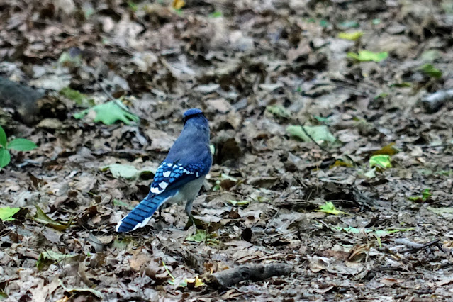 Blue Jay on Mast Trail, Rouge Park