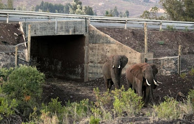 Africa’s First Elephant Underpass Seen On www.coolpicturegallery.us