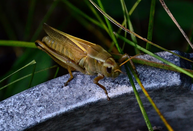 Grasshopper, https://urbanehillbillycanada.blogspot.com/