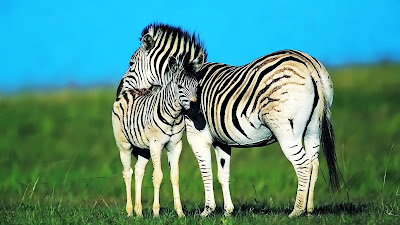 Zebra wallpaper 6