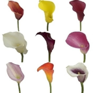 Calla Lilies Colors