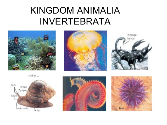 Klasifikasi Hewan  Vertebrata  dan Invertebrata