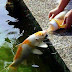 Feeding a Gold Fish