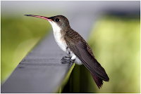 Hummingbird Facts, Amazing Animals Hummingbird Facts, Hummingbird Facts Amazing Fact