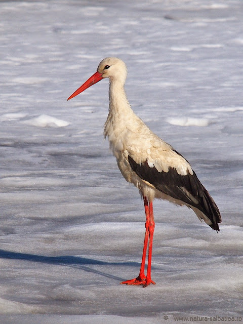 barza alba