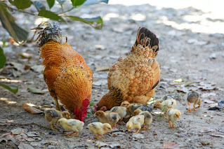 Hen images