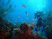 Diving di Tanjung Benoa Bali