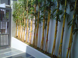 tukang pohon bambu kuning, tukang taman jakarta | indah taman
