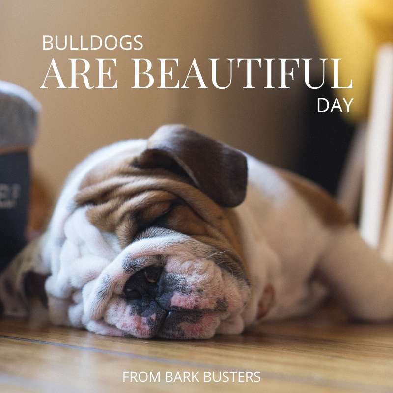 National Bulldogs Are Beautiful Day Wishes