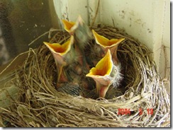birds-baby-1