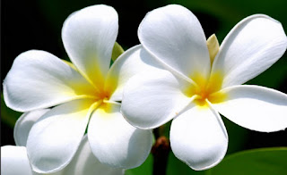 Macam Macam Jenis Bunga Kamboja Hal Hal Tentang Bunga 