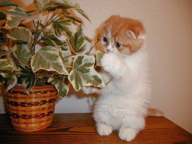  Gambar atau Foto Kucing Lucu dan Imut Anggora Persia 