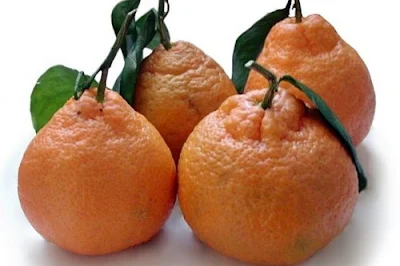 Satsuma