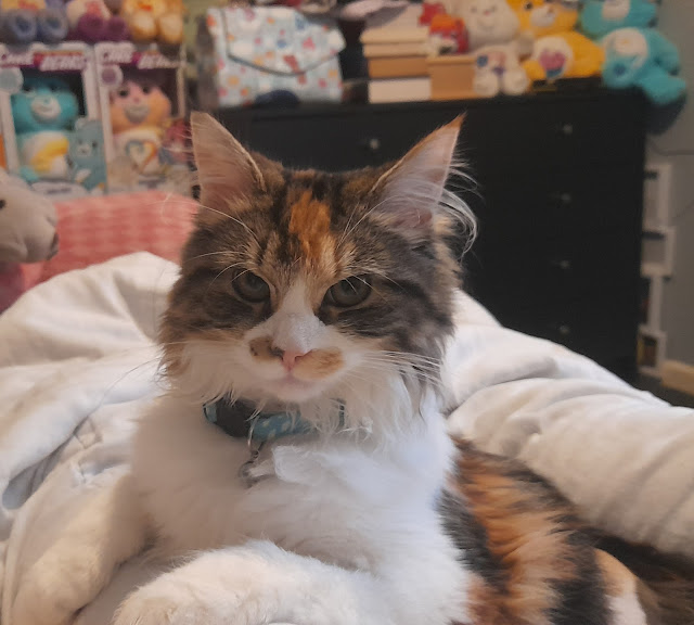 Mavis,a fluffy tortoise shell kitten wearing a blue collar with a bell on stares at the camera sullenly