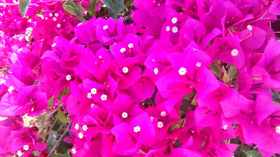 flores de bouganvillea glabra