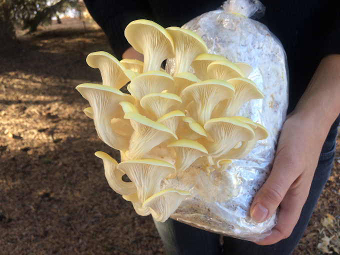 Buy Yellow oyster mushroom growing kit online | oyster mushroom growing kit online | Buy mushroom growing kit online | Mushroom kit supply