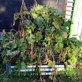 Dehydrated Veggie Patch after a Hot Summer