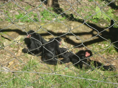 Gramado Zoo