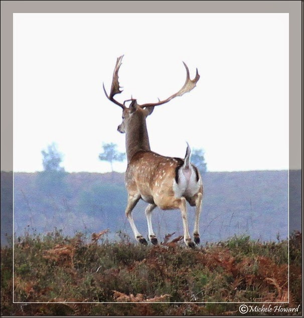 NewForest_00022a