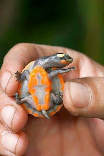 Cute Baby Turtles