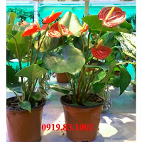 cây hồng môn, cây văn phòng