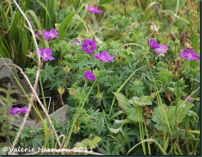 19-bloody-cranesbill