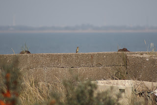 Wryneck