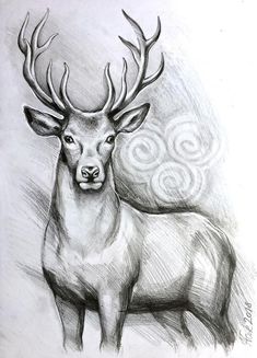 Animals Pencil Sketch