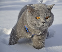 Winter Cat Safety