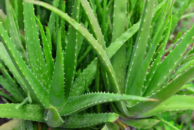 Aloe vera uses  benefits and precautions