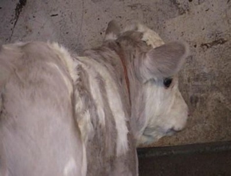 Purple Calf Born In Serbia 03