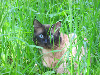 Scary Siamese Fat Cat