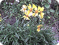 flor32