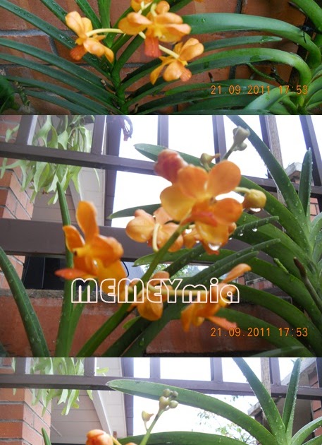 MEMEYmia Menanam dan Menjaga Orkid  Satu Hobi Yang Menarik