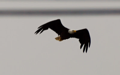 bald eagle