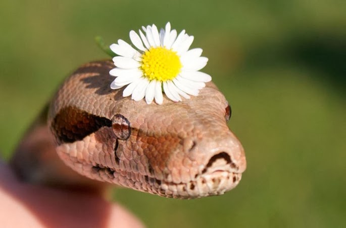 http://funkidos.com/pictures-world/wild-life/snakes-in-the-hats