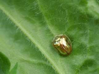 Casside dorée - Charidotella sexpunctata bicolor