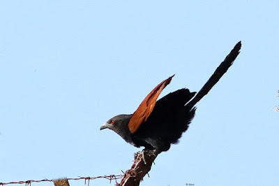 Greater Coucal