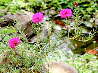 Portulaca grandiflora