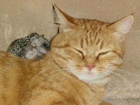Cat adopted baby hedgehogs, baby hedgehog pictures, hedgehog photos