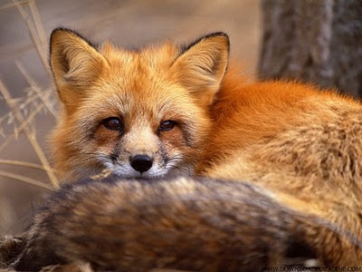 Red fox animals download free wallpapers for desktop