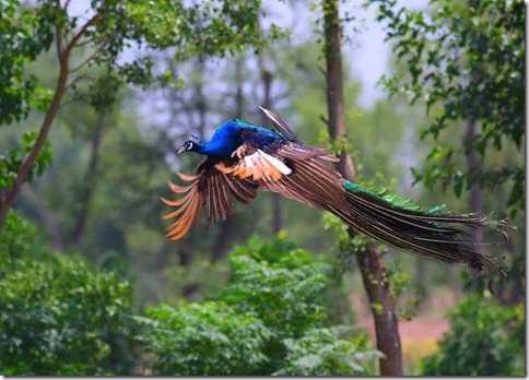 peacock