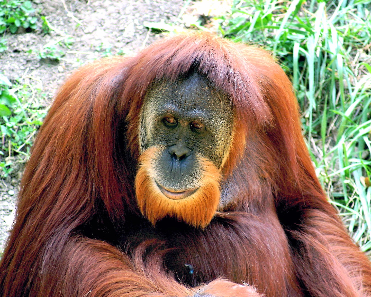  Endangered  Animals Orang Utan  Borneo Animal Pics On 