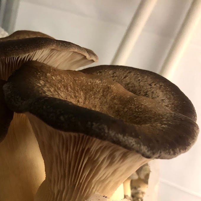 Mushrooms | Biobritte mushrooms | Biobritte mushroom company