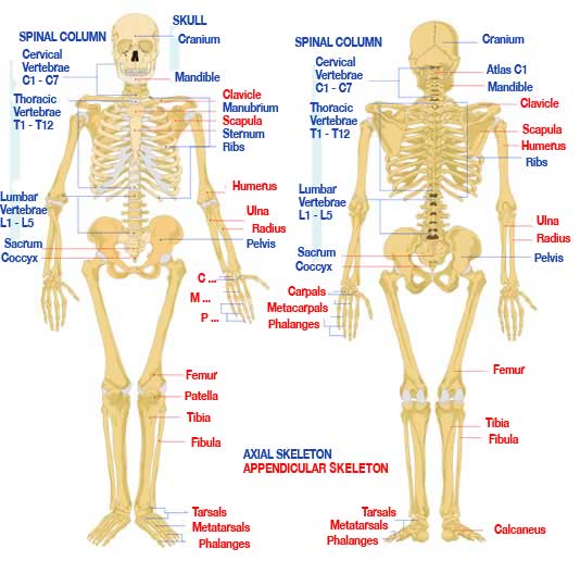 Components And Functions of Human Anatomy Skeletal System