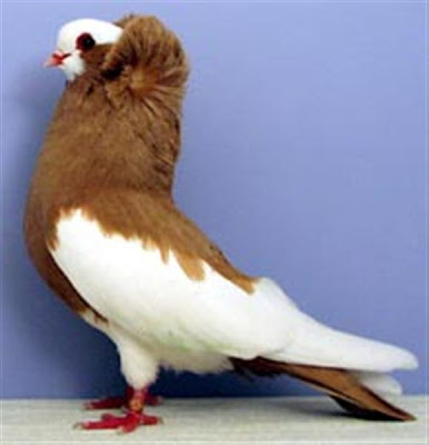 Komorner Tumbler Pigeon Felegyhazer Tumbler Pigeon