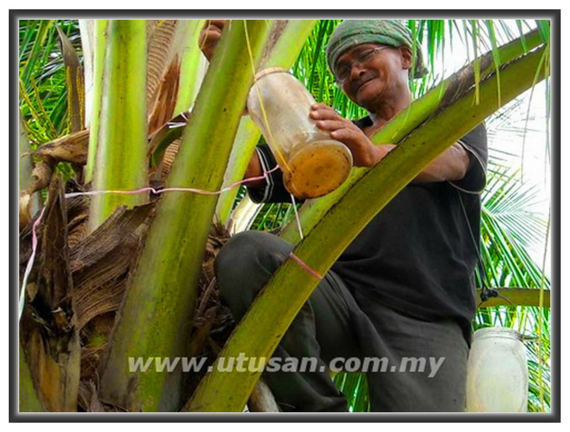 IdrisTalu Nira kelapa  tambah pendapatan petani pada bulan 