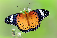 Argynnis hyperbius