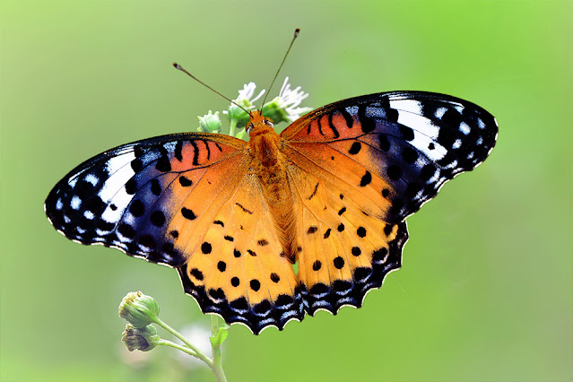 Argynnis hyperbius